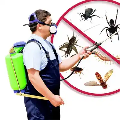 pest control Hayti